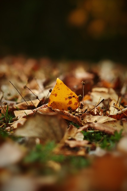 库明加能改 库明加能改