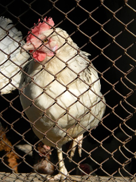 员贝尔戈米 员贝尔戈米