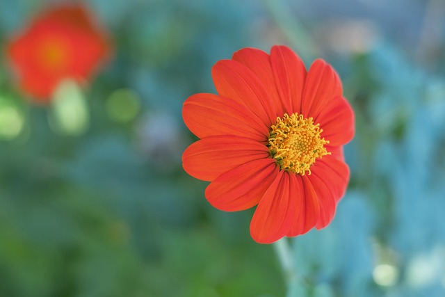 巴舒亞伊 巴舒亞伊